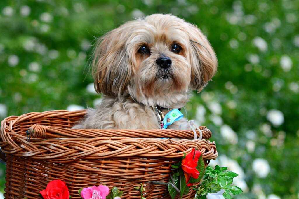 Lhasa Apso malý mazlík, tvrdohlavý společník